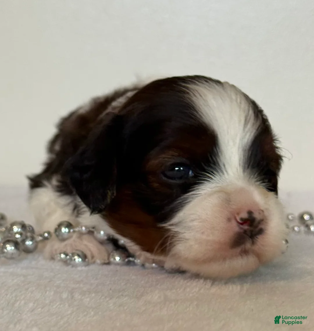 Cavapoo dogs for sale: Marshmellow Cavapoo  - Ad 1