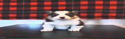Welsh Corgi Pembroke dogs for sale: Gunner  - Ad 2