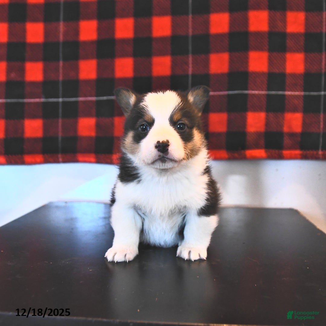 Welsh Corgi Pembroke dogs for sale: Gunner  - Ad 2