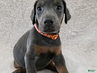 Doberman Pinscher dogs Doberman Pinscher Puppy 8 - Ad 25