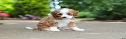 Cavapoo dogs for sale: Dolly - Ad 15