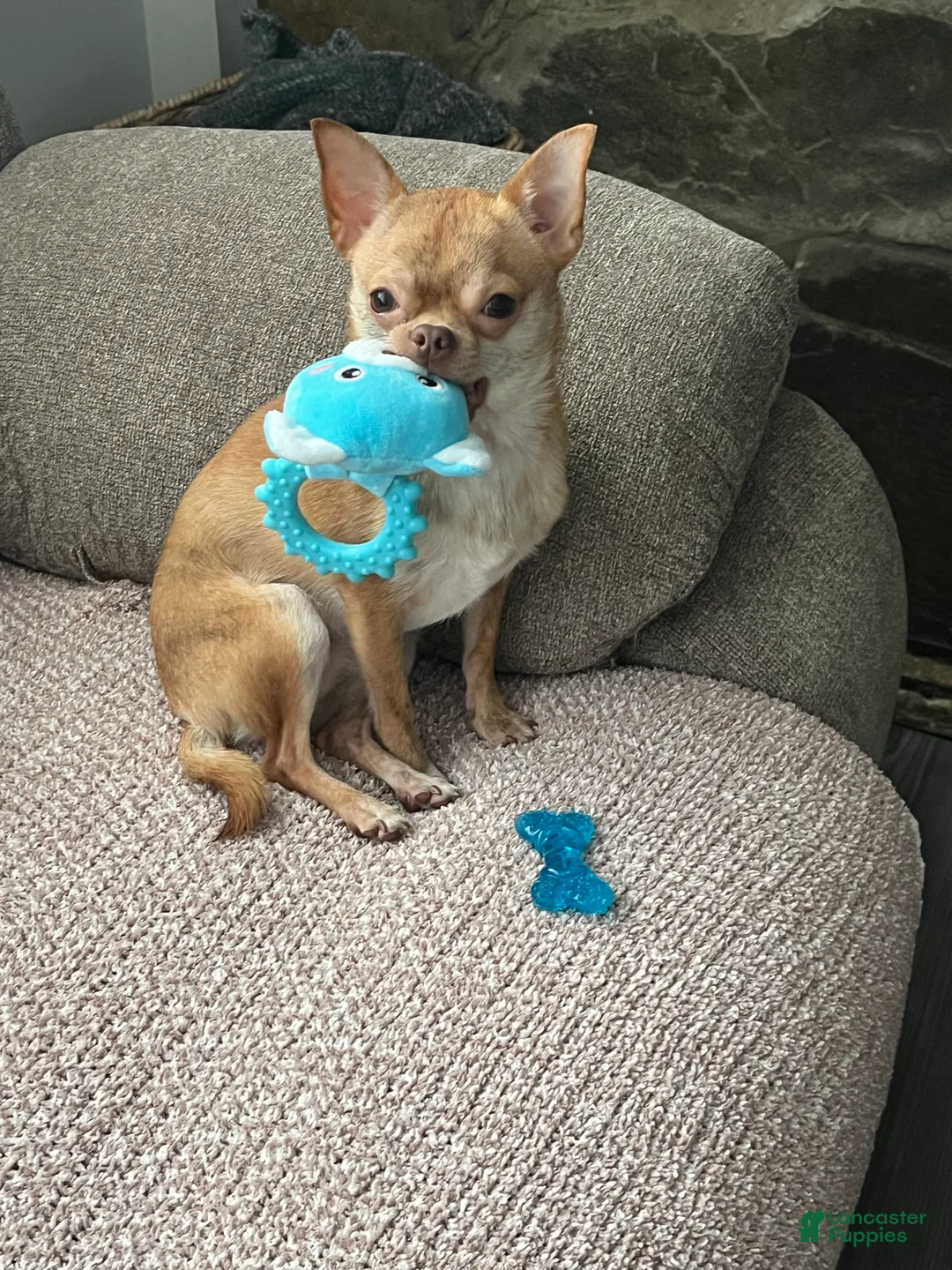 Chihuahua dogs for sale: Chihuahua Puppy 1 - Ad 1