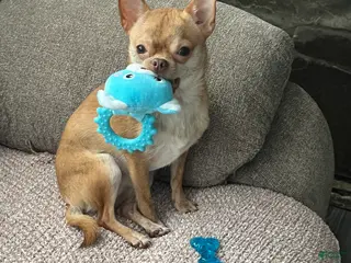 Chihuahua dogs Chihuahua Puppy 1 - Ad 37