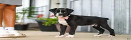 Boxer dogs for sale: Fido - Ad 3