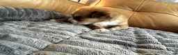Mixed Breed dogs for sale: Big Blue - Boy - Ad 6