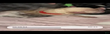 Toy Poodle 2