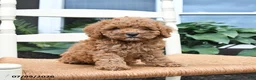 Toy Poodle dogs for sale: Nacho - Ad 5