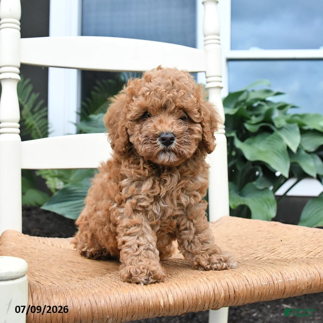 Toy Poodle dogs for sale: Nacho - Ad 5