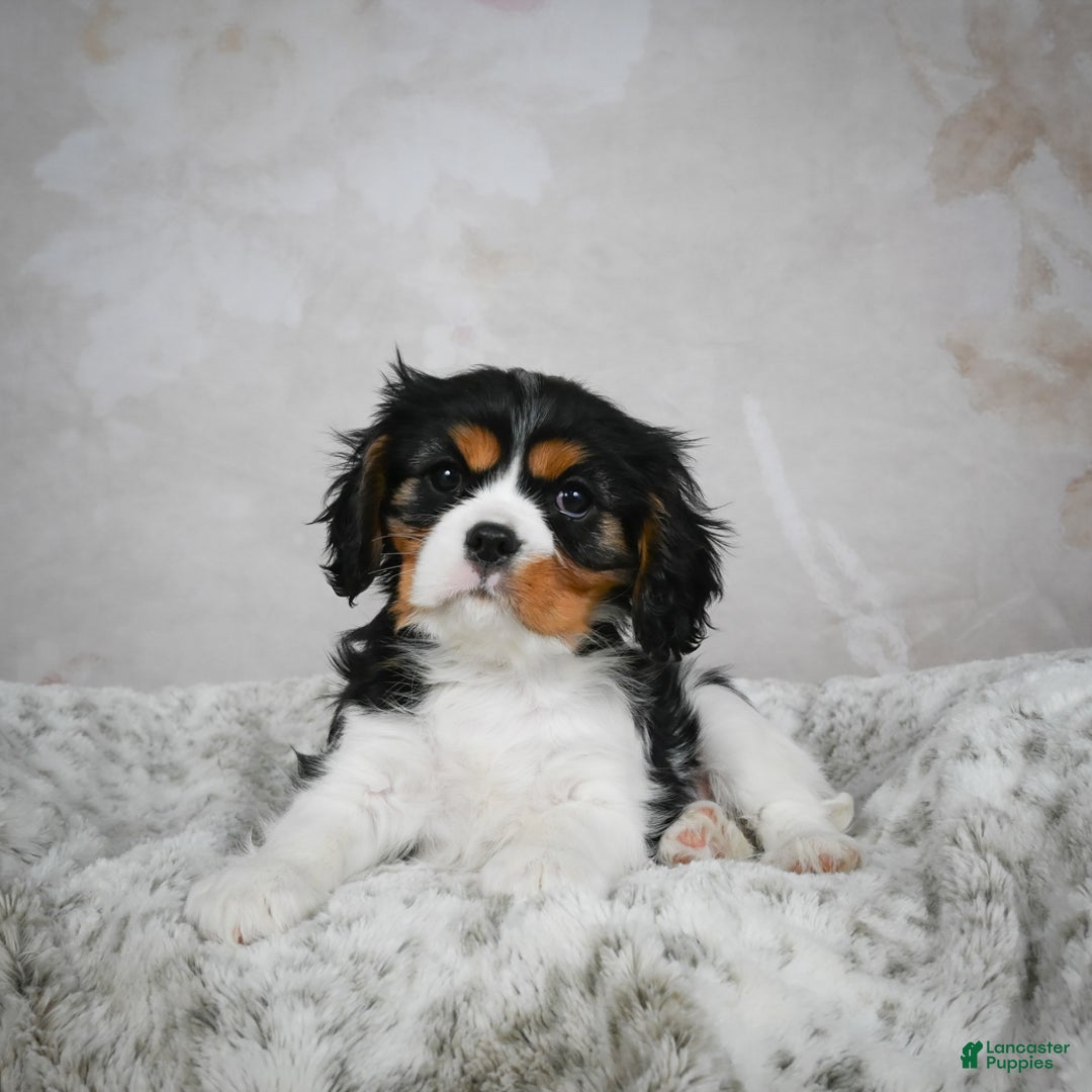 Cavalier King Charles Spaniel dogs for sale: Lincoln - Ad 4