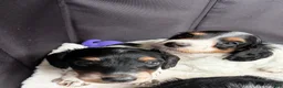 Miniature Dachshund dogs for sale: Miniature Dachshund 2 - Ad 3