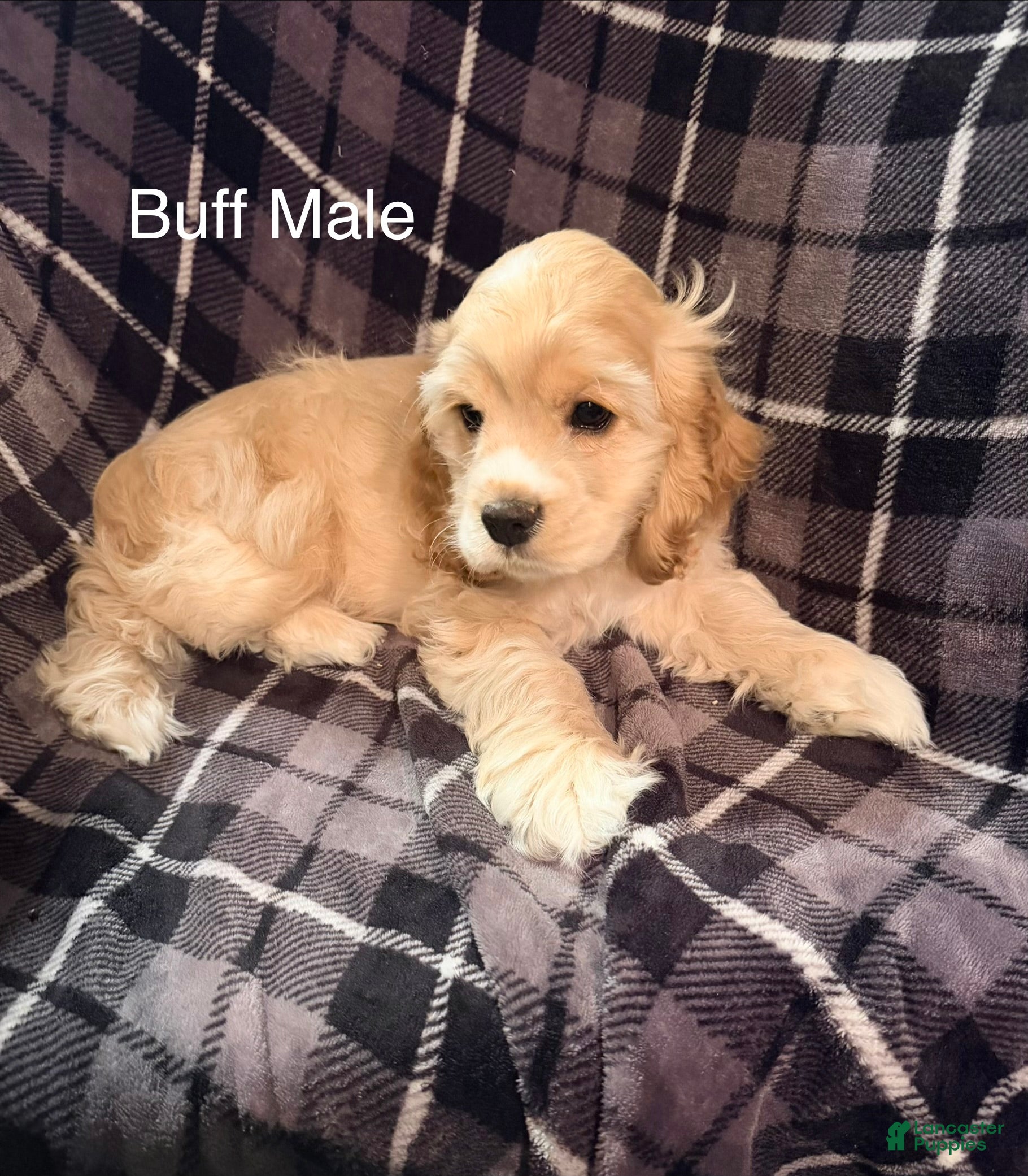 Cocker Spaniel dogs Buff Male # 2 - Ad 7