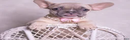 French Bulldog dogs for sale: Sparkle - Ad 4