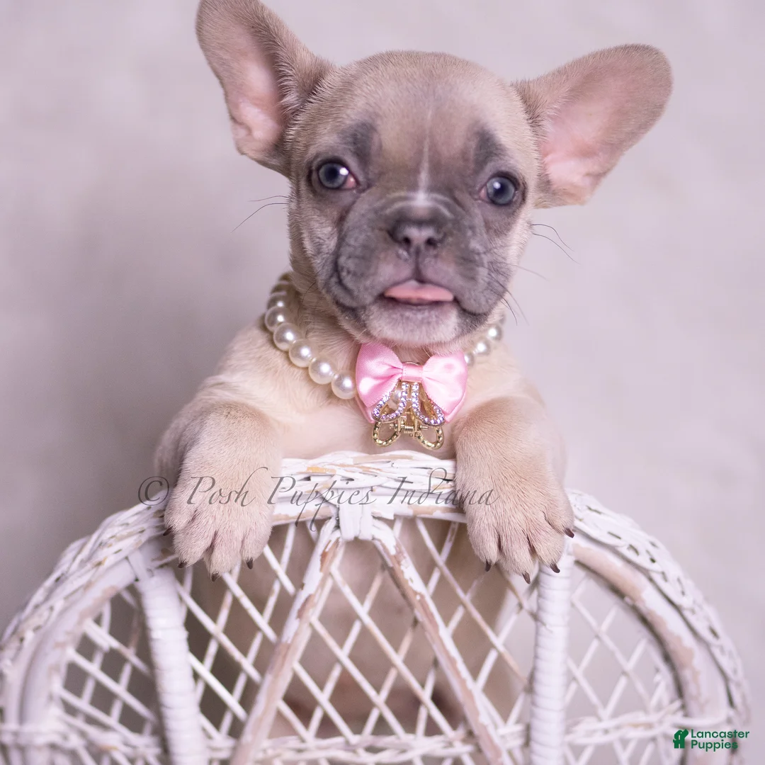 French Bulldog dogs for sale: Sparkle - Ad 4