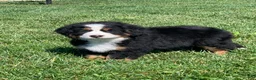 Bernese Mountain Dog dogs for sale: SweetPea - Ad 3