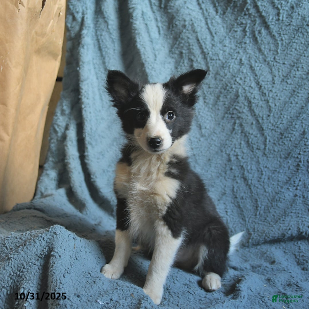 Mixed Breed dogs for sale: Liberty  - Ad 1