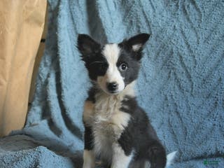 Mixed Breed dogs Liberty - Ad 12