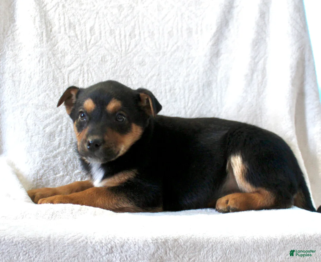 Mixed Breed dogs for sale: Snickers - Ad 3