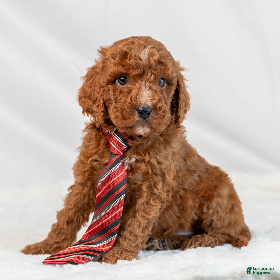Mini Goldendoodle dogs for sale: Lawson - Ad 1