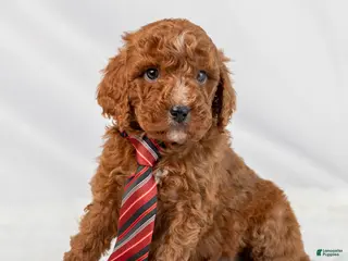 Mini Goldendoodle dogs Lawson - Ad 6