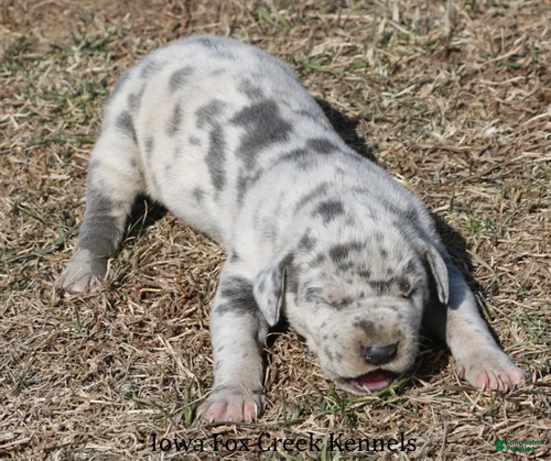 Great Dane dogs for sale: Heidi - Ad 2