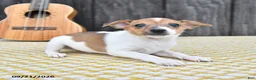 Toy Fox Terrier dogs for sale: Buster - Ad 4