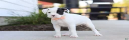 Boxer dogs for sale: Layla - Ad 6
