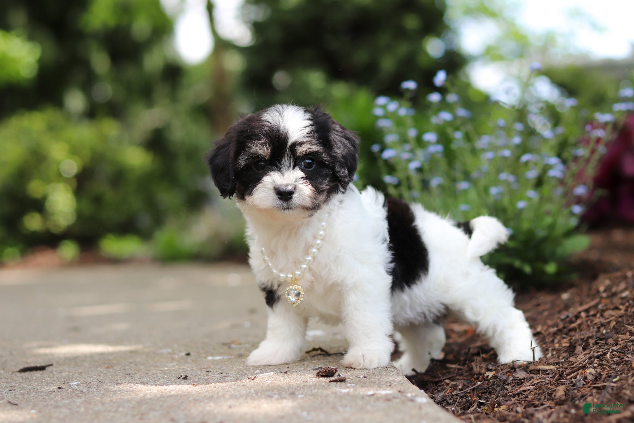 Cavachon dogs Lana - Ad 2