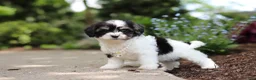Cavachon dogs for sale: Lana - Ad 2