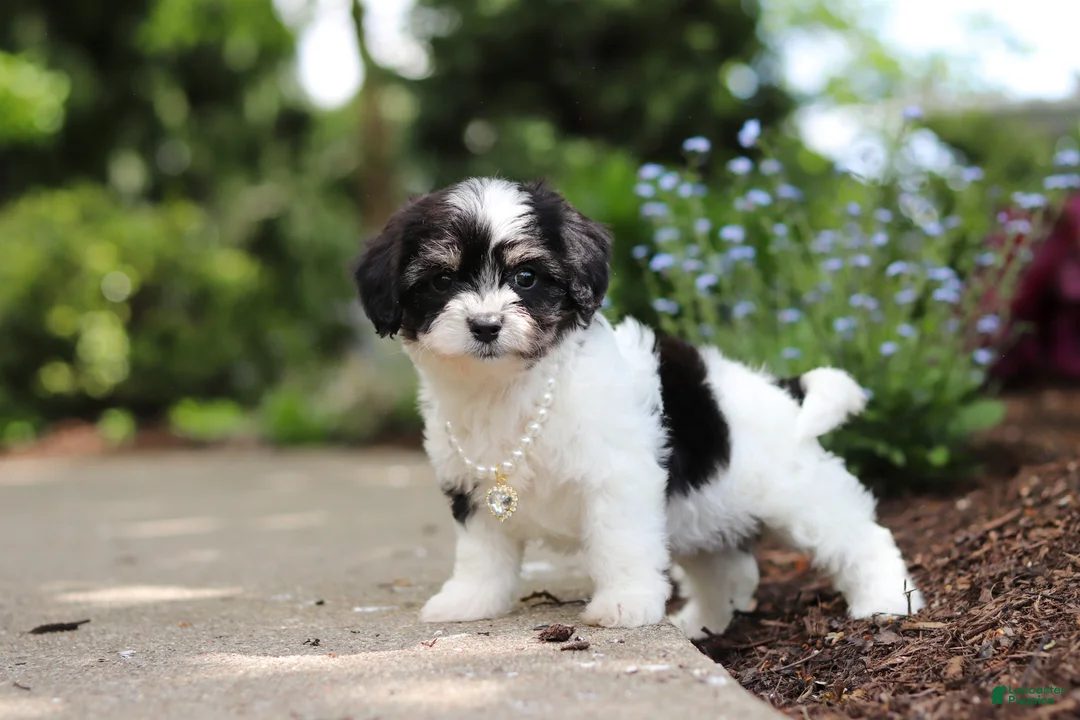 Cavachon dogs for sale: Lana - Ad 2