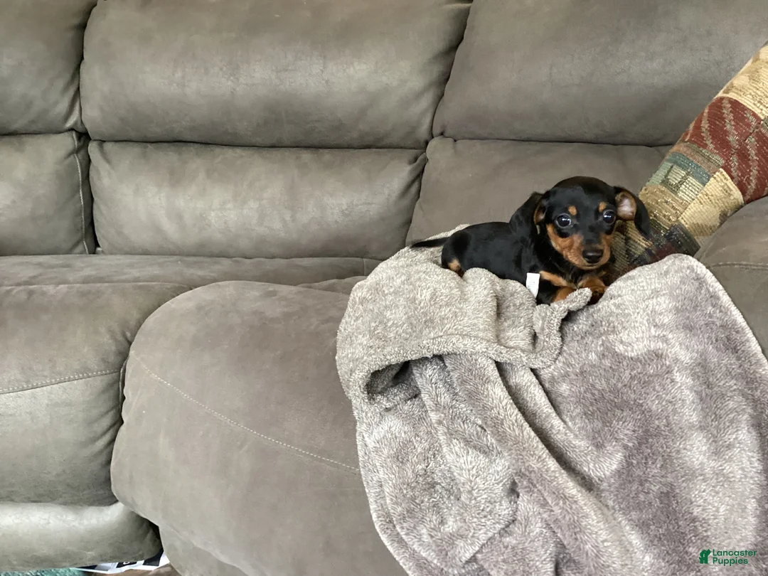 Miniature Dachshund dogs for sale: Micky - Ad 2