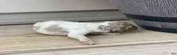 Standard Poodle dogs for sale: Snickers - Ad 4