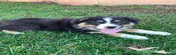 Australian Shepherd dogs for sale: Tara - Ad 4