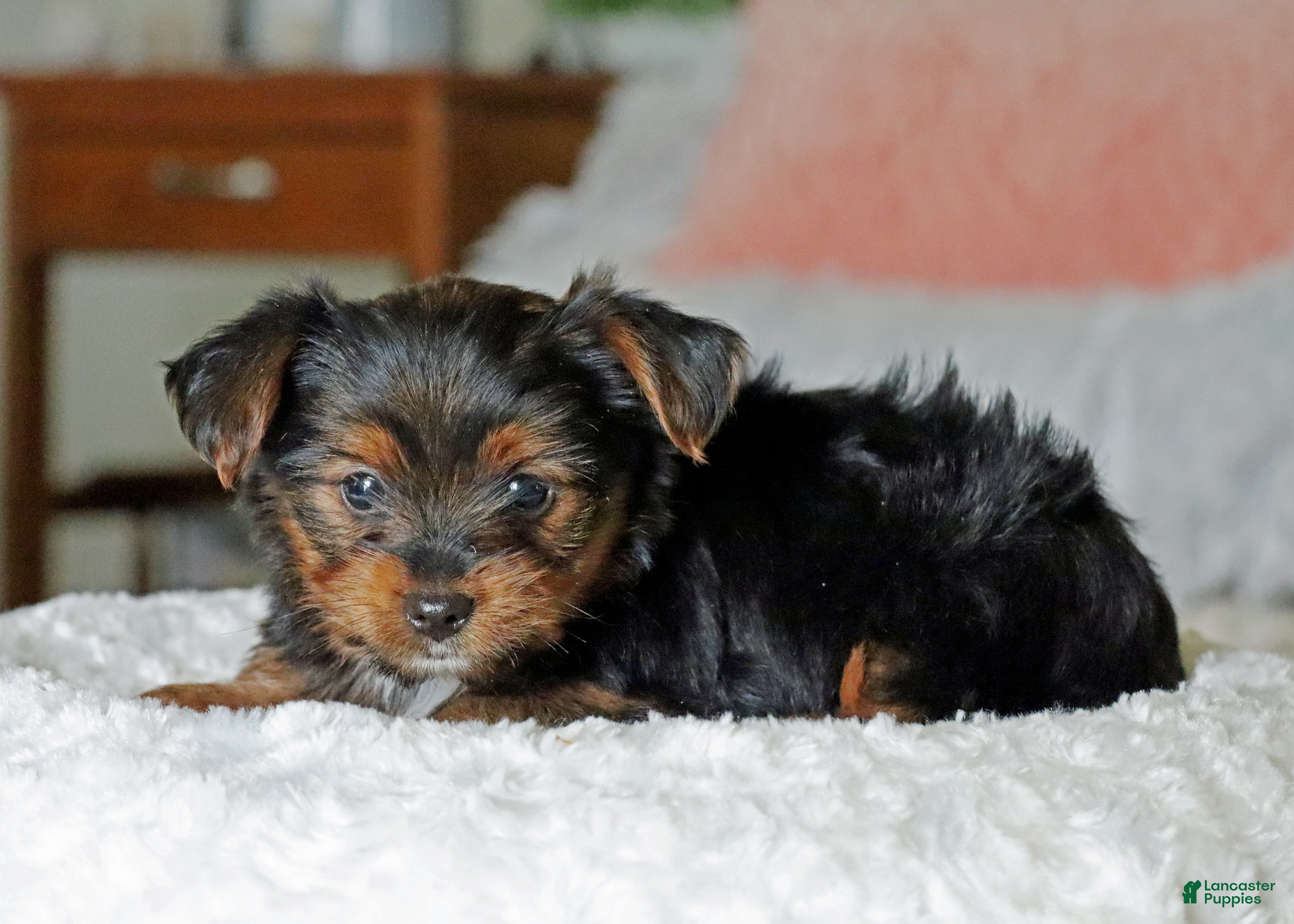 Yorkshire Terrier dogs Ty - Ad 1