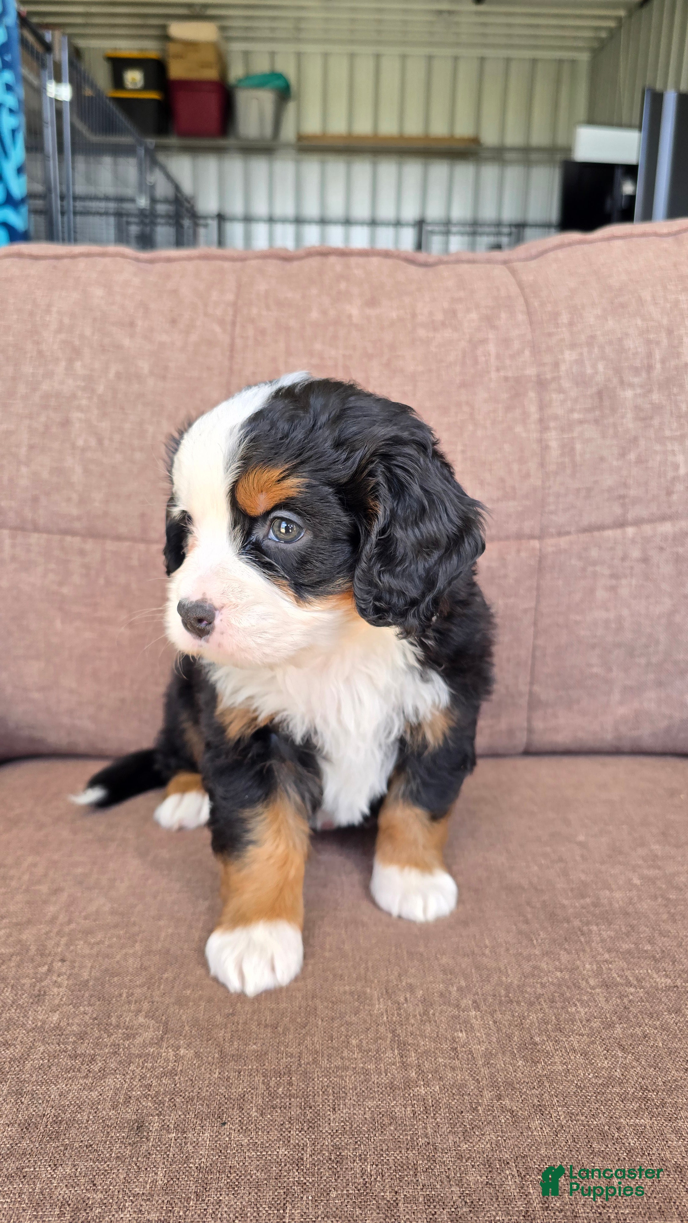 Miniature Bernese Mountain Dog dogs Tom Collins - Ad 2
