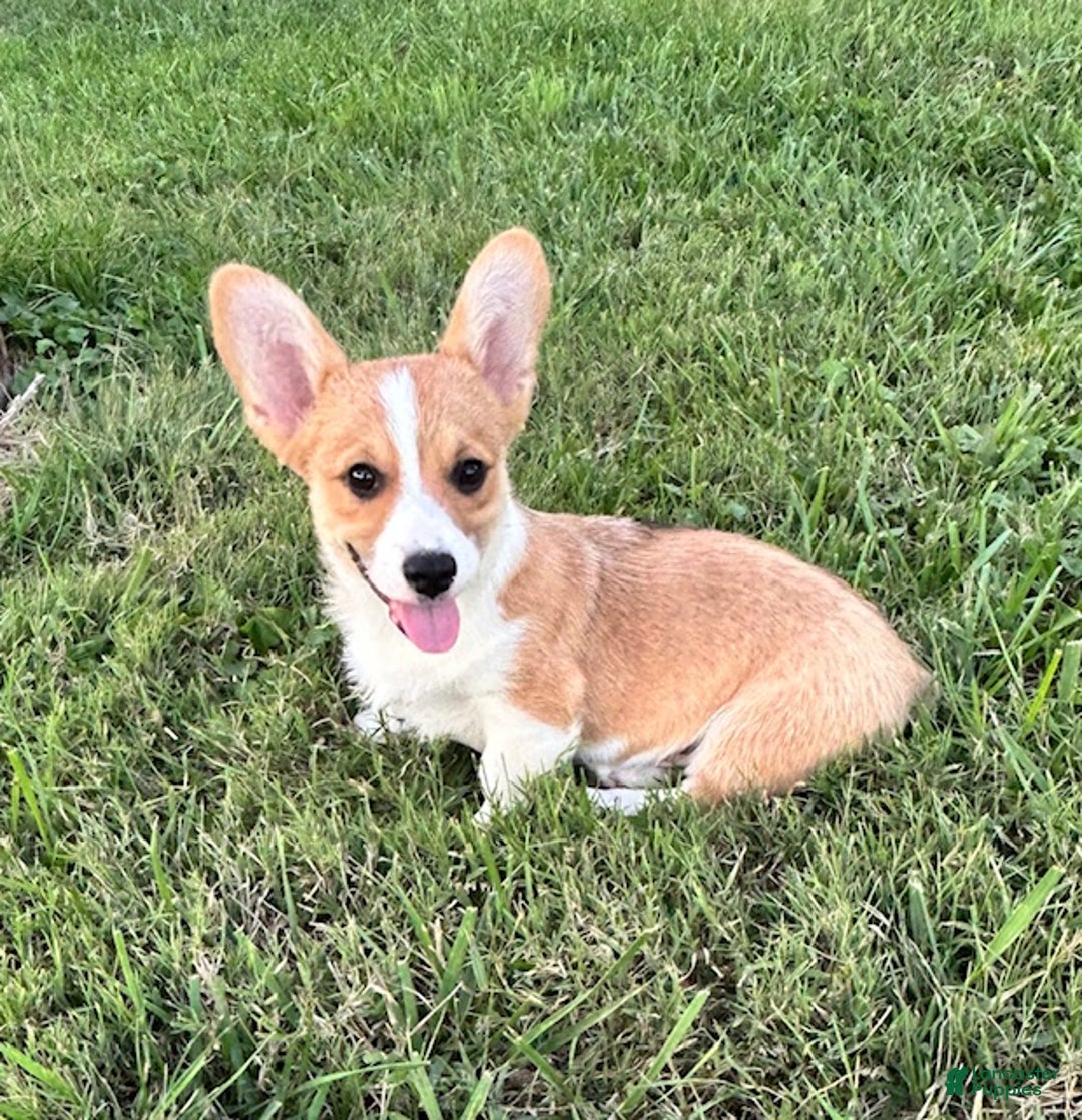 Welsh Corgi Pembroke dogs for sale: Welsh Corgi Pembroke Puppy 1 - Ad 1