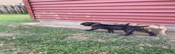 Cane Corso dogs for sale: Cane Corso 7 - Ad 2