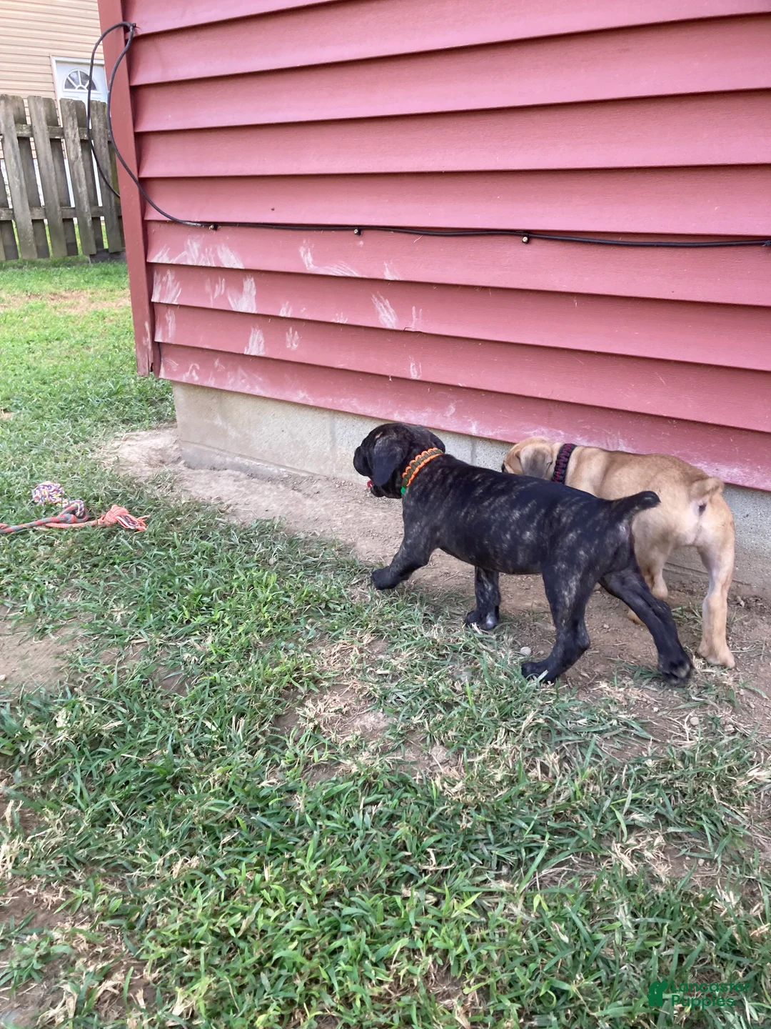 Cane Corso dogs for sale: Cane Corso 7 - Ad 2