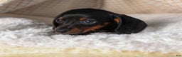 Miniature Dachshund dogs for sale: Cocoa - Ad 4