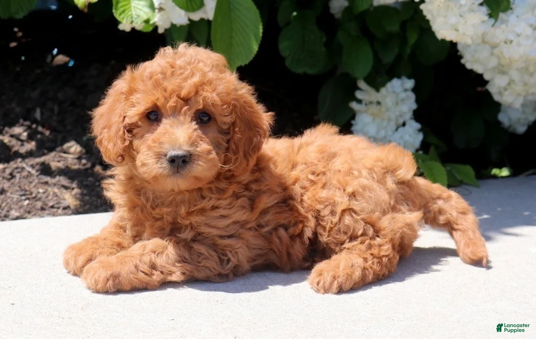 Mini Goldendoodle dogs for sale: Tori - Ad 2