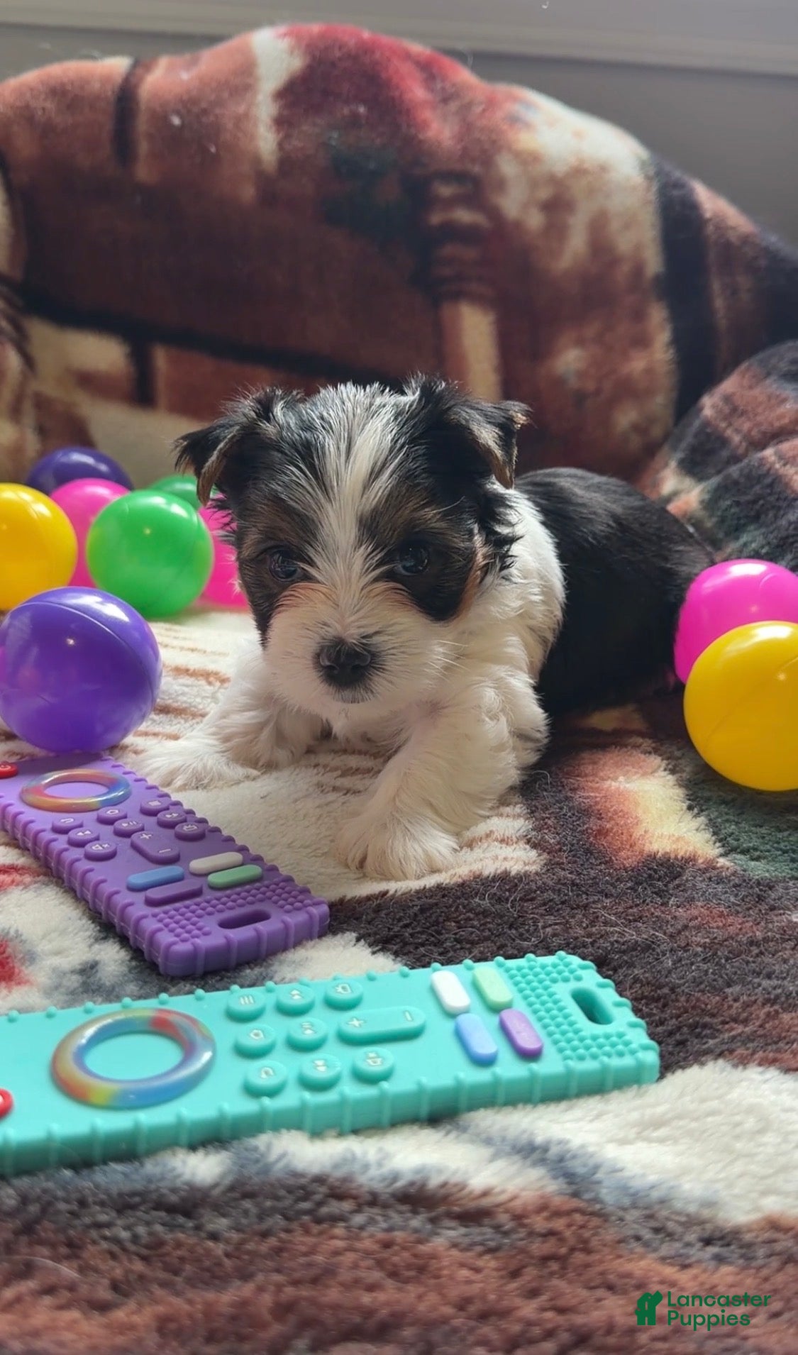 Yorkshire Terrier dogs Ava | Tri-color Parti Yorkie - Ad 1