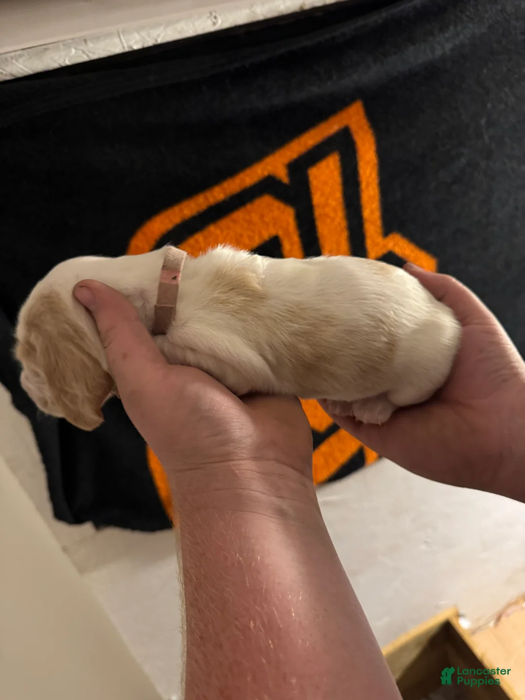 Basset Hound dogs for sale: Girl 1 Annie - Ad 1