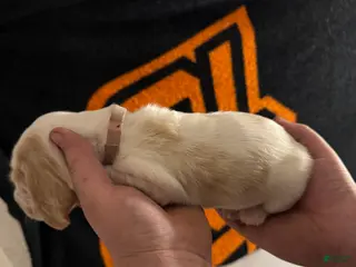 Basset Hound dogs Girl 1 Annie - Ad 6