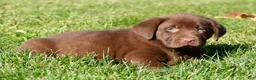Labrador Retriever dogs for sale: Diesel - Ad 4