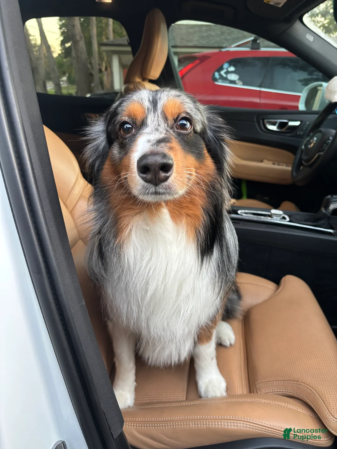 Australian Shepherd dogs for stud: Tuff Ol'son - Ad 2