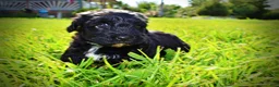 Havapoo dogs for sale: Harmony - Ad 18