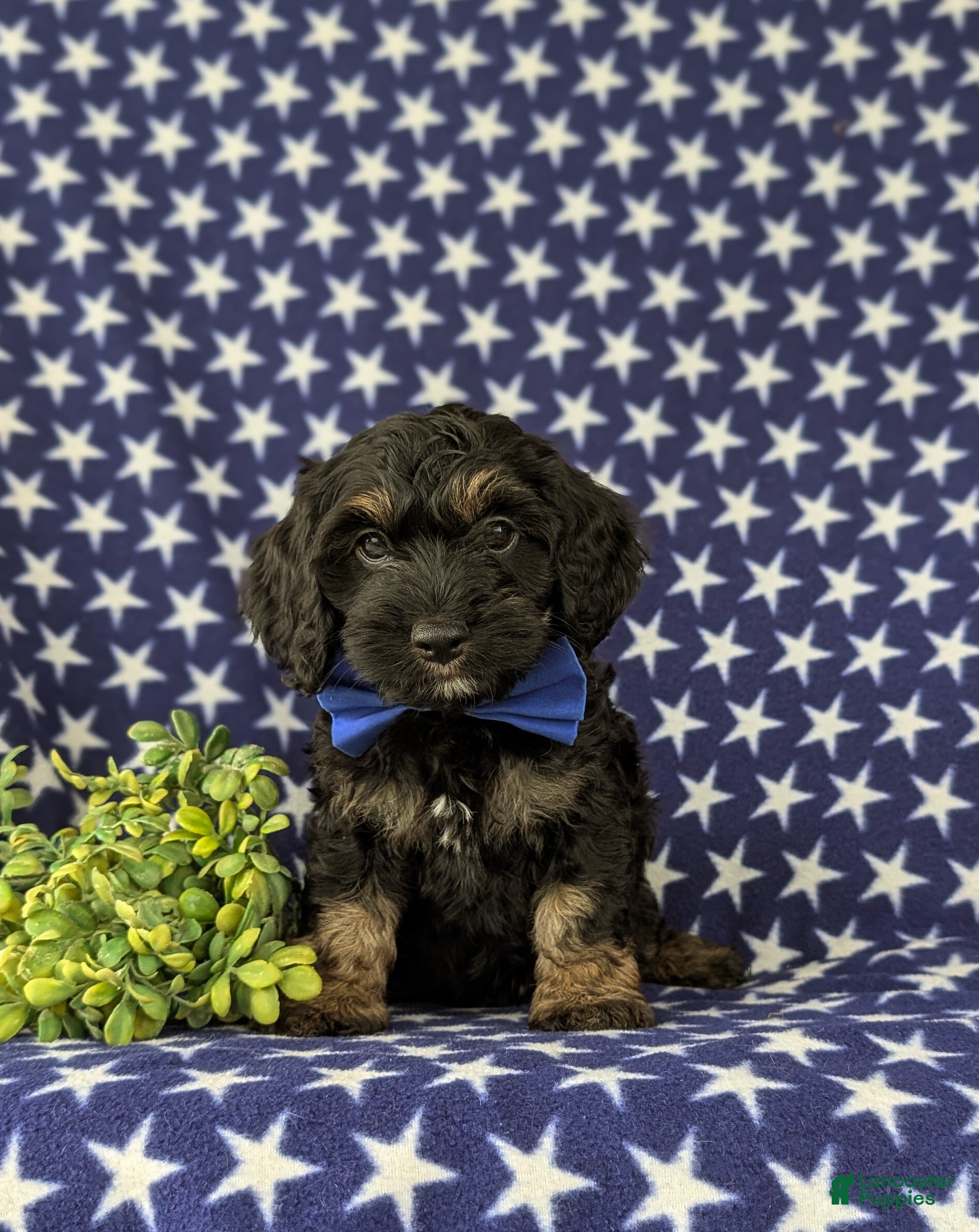 Cockapoo dogs Augustus - Ad 2
