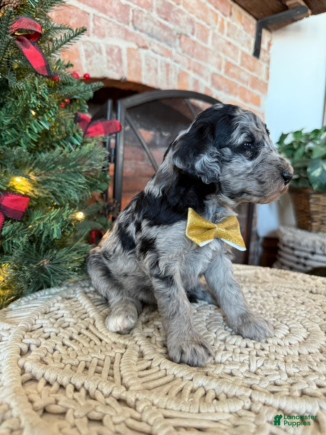 Mixed Breed dogs for sale: Paul - Ad 3