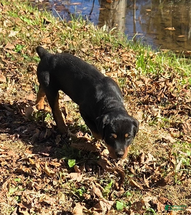 Rottweiler dogs for sale: Ellie - Ad 2