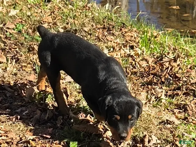Rottweiler dogs for sale: Ellie - Ad 2