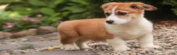 Welsh Corgi Pembroke dogs for sale: Cap'n Crunch Welsh Corgi Pembroke  - Ad 9